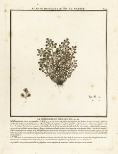 Mauerraute, Asplenium ruta-muraria