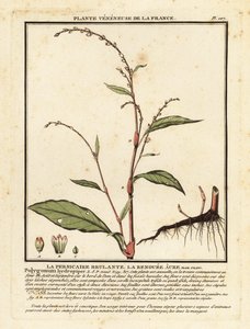 Wasserpfeffer, Persicaria hydropiper
