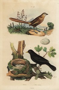 Westlicher Grasrenner, Amytornis textilis 1 und Amsel mit Nest und Eiern, Turdus merula 2