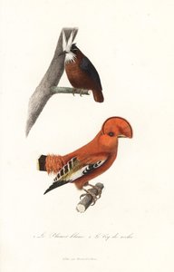 Weißbärtiger Ameisenvogel und Guianahahn