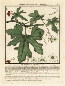 Weiße Zaunrübe, Bryonia alba