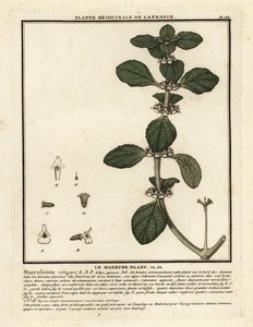 Weißer Andorn, Marrubium vulgare von Unbekannter Künstler