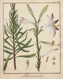 Weiße Lilien. Farbige Kupferstich, in Botanique Medicinale (veröffentlicht in Berlin, Deutschland) von Unbekannter Künstler