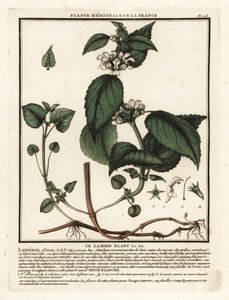 Weiße Taubnessel, Lamium album