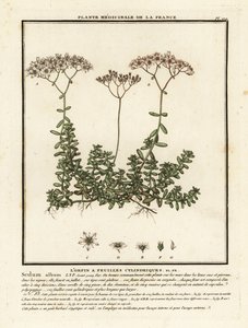 Weißer Mauerpfeffer, Sedum album von Unbekannter Künstler