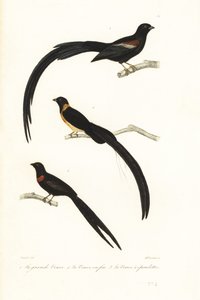 Witwen- und Witwenvögel