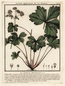 Sanikel