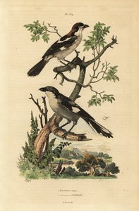 Rotkopfwürger und Südlicher Raubwürger