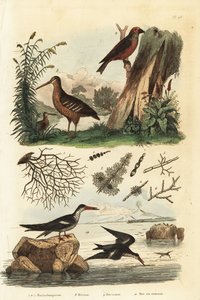 Waldschnepfe, Scolopax rusticola, Fichtenkreuzschnabel, Loxia curvirostra, und Schwarzmantel-Scherenschnabel, Rynchops niger von Unbekannt