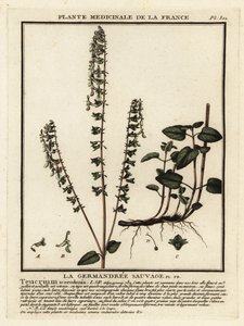 Eichenblättriger Gamander, Teucrium scorodonia