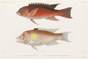 Lippfisch