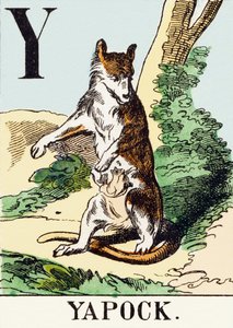 Y : Yapock - Das Jagdalphabet, ca. 1890 (Gravur) von Unbekannt