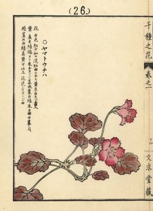 Yamato uchiwa oder iwakagami, Schizocodon soldanelloides, japanische Alpenpflanze. Handkolorierter Holzschnitt von Kono Bairei aus Senshu no Hana (Tausend Blumenarten), Bunkyudo, Kyoto
