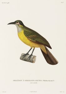 Gelbwangen-Philedon, Neuguinea von Unbekannter Künstler