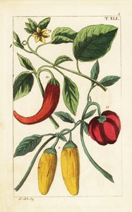 Gelbe und rote Paprikaschoten, Capsicum annuum