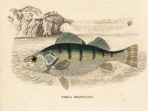 Gelbbarsch, Perca flavescens. Handkolorierter Stahlstich aus Georg Friedrich Treitschkes Naturhistorischer Bildersaal des Thierreiches, Leipzig-1842.