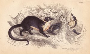 Gelbkehl-Marder, Martes flavigula (Galidictis chrysogastes). Handkolorierter Stahlstich von Lizars nach einer Illustration von Charles Hamilton Smith aus einer Skizze von R. G. Watkin aus William Jardine