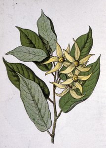 Ylang Ylang, frühes 20. Jahrhundert (Gravur) von Unbekannter Künstler