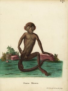 Junger Bandlangur, Presbytis femoralis. Simia maura. Handkolorierte Kupferstichzeichnung und Gravur nach der Natur von Hermann Jakob Tyroff aus Johann Christian Daniel Schrebers Tierillustrationen nach der Natur