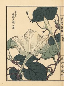 Yuugao, Hyoutan, Kalebassenblume, Lagenaria siceraria (aus Kusa Bana Hyakushu)