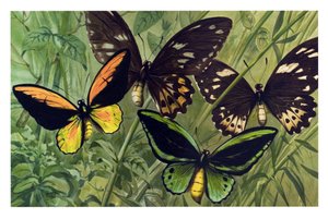 Zoologische Tafel: Schmetterling der Cresus (Ornithoptera croesus), männlich und weiblich