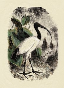 Zoologie: Heiliger Ibis (Threskiornis aethiopicus), Gravur des 19. Jahrhunderts von Unbekannter Künstler