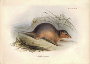 Zoologie: Der „Didelphis brachiura“ der Opossum-Familie, beschrieben von Charles Darwin während seiner Forschungsreise an Bord der Beagle. Tafel aus „The Zoology of the voyage of H.M.S. Beagle under the command of Captain Fitzroy during the years 1832 to 1