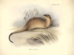 Zoologie: Der „Didelphis crassicaudata“ der Opossum-Familie, beschrieben von Charles Darwin während seiner Forschungsreise an Bord der Beagle. Tafel aus „The Zoology of the voyage of H.M.S. Beagle under the command of Captain Fitzroy during the years 1832 