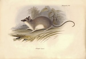 Zoologie: Die „Didelphis elegans“ der Opossum-Familie beschrieben von Charles Darwin während seiner Erkundungsreise an Bord der Beagle. Tafel aus „The Zoology of the voyage of H.M.S. Beagle under the command of Captain Fitzroy during the years 1832 to 1836