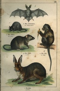 Zoologie: Darstellung einer Fledermaus, einer Maus, einer Ratte, eines Affen, eines Hasen. Tafel aus einem französisch-deutschen Kinderwörterbuch