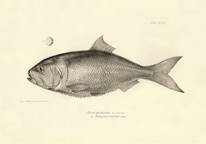 Zoologie: Darstellung des Fisches „Alosa pectinata“ beschrieben von Charles Darwin während seiner Reise an Bord der Beagle. Tafel aus „The zoology of the voyage of H.M.S. Beagle under the command of Captain Fitzroy during the years 1832-1836“ von Unbekannter Künstler