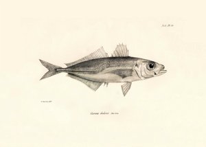 Zoologie: Darstellung des Fisches Caranx declivis, beschrieben von Charles Darwin während seiner Reise an Bord der Beagle. Tafel aus Die Zoologie der Reise der H.M.S. Beagle unter dem Kommando von Kapitän Fitzroy in den Jahren 1832-1836 von Unbekannter Künstler