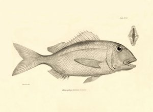 Zoologie: Darstellung des Fisches Chrysophrys taurina, beschrieben von Charles Darwin während seiner Reise an Bord der Beagle. Tafel aus Die Zoologie der Reise der H.M.S. Beagle unter dem Kommando von Kapitän Fitzroy in den Jahren 1832-1836 von Unbekannter Künstler