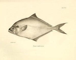 Zoologie: Darstellung des Fisches „Paropsis signata“ beschrieben von Charles Darwin während seiner Reise an Bord der Beagle. Platte aus „The zoology of the voyage of H.M.S. Beagle under the command of Captain Fitzroy during the years 1832-1836“ von Unbekannter Künstler