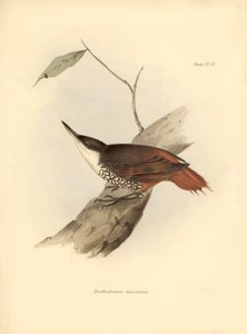 Ornithologie: „Dendrodamus leucosternus“ Vogel aus Südamerika beobachtet und beschrieben von Charles Darwin (1809-1882). Tafel aus „The zoology of the voyage of H.M.S. Beagle. Flight. III, Birds described by John Gould, with notice of their habits by Charl
