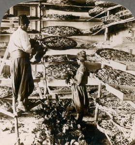 Seidenraupen werden mit Maulbeerblättern gefüttert, Libanongebirge, Syrien, 1900er Jahre