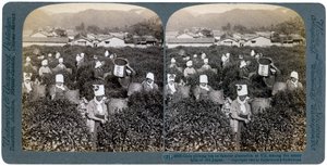 Mädchen pflücken Tee auf der berühmten Plantage in Uji, Japan, 1904 von Underwood and Underwood