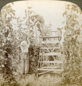 Im reichen Hopfenanbaugebiet, Training der Reben, White River Valley, Washington, USA