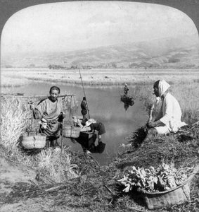 Männer sammeln Binsen in der Nähe von Suzukawa, Fujiyama, Japan, 1904