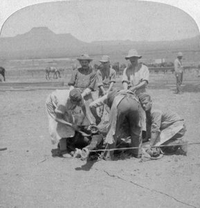 Hufeisen von Pferden in Naauwpoort, Südafrika, Burenkrieg, 1900