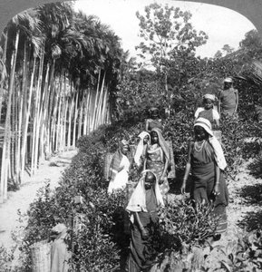 Tamilische Frauen pflücken Tee auf dem Anwesen von Sir Thomas Lipton, Polgahawela, Sri Lanka
