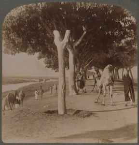 Der Weg zu den Pyramiden, Ägypten, 1896 von Underwood and Underwood