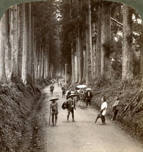 Die Haine waren die ersten Tempel der Götter, Allee der edlen Kryptomerien in Nikko, Japan, 1904