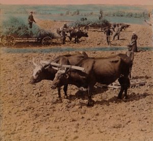 Sparsame Landbewohner mit ihrem Vieh bei der Arbeit auf einem Bauernhof in der Nähe von Jönköping, Schweden, 1905 von Underwood and Underwood