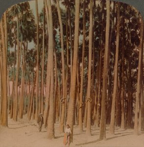 Toddy-Palmen 100 Fuß hoch, Pagan, Burma, 1907