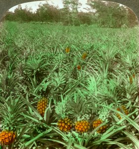 Wo die köstliche Ananas wächst, Florida, USA, 1896