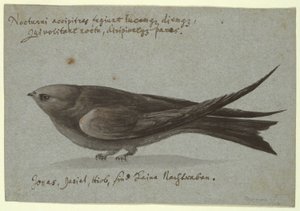Nachtschwalbe von Unknown