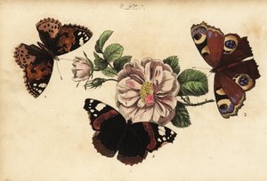 Distelfalter, Vanessa cardui 1, Admiral, Vanessa atalanta 2, und Tagpfauenauge, Aglais io 3 von Unknown