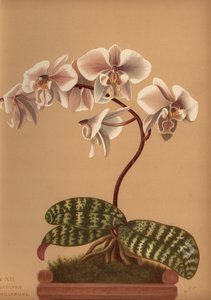 Phalaenopsis schilleriana (Phalaenopsis schilleriana)