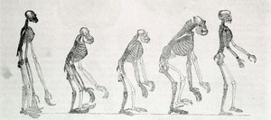 Vergleichende Studie der Skelette von Mensch und Affen: Gibbon, Orang-Utan, Schimpanse und Gorilla von Unknown artist
